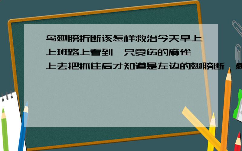 鸟翅膀折断该怎样救治今天早上上班路上看到一只受伤的麻雀,上去把抓住后才知道是左边的翅膀断,感觉很严重,因为我看到好象是骨头断了,是最后一个关节断的,不知道该怎样帮它治疗恢复,