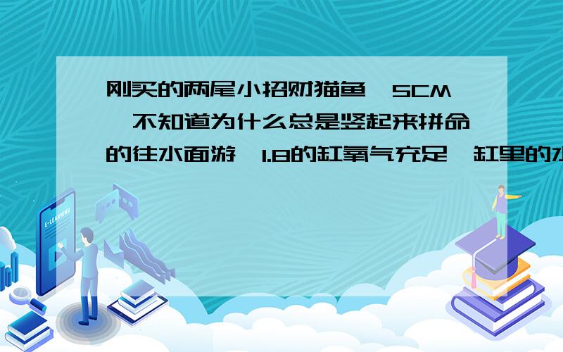 刚买的两尾小招财猫鱼,5CM,不知道为什么总是竖起来拼命的往水面游,1.8的缸氧气充足,缸里的水已经捆了3天了,而且加了盐,和消化菌,鱼密度不大 2小战船 2小地图,和这两小猫.不要复制.