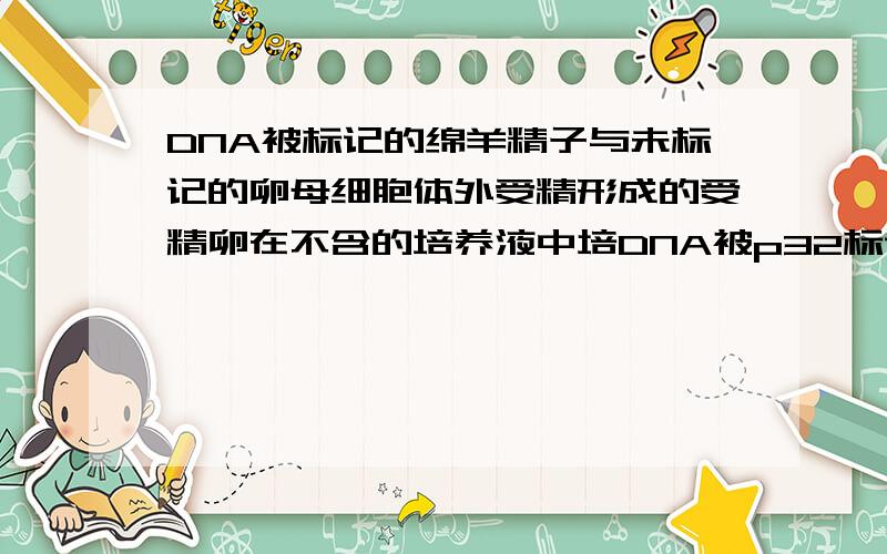 DNA被标记的绵羊精子与未标记的卵母细胞体外受精形成的受精卵在不含的培养液中培DNA被p32标记的绵羊(2N=54)精子与未标记的卵母细胞体外受精,形成的受精卵在不含的培养液中培养,第一次卵