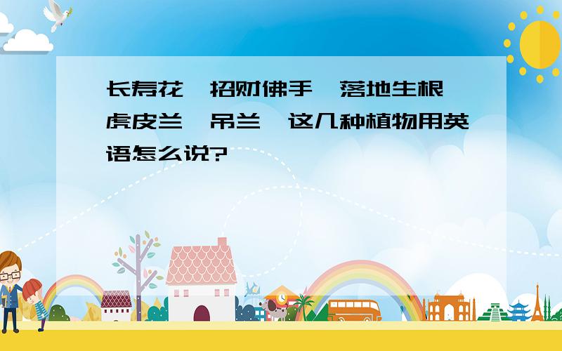 长寿花、招财佛手、落地生根、虎皮兰、吊兰,这几种植物用英语怎么说?