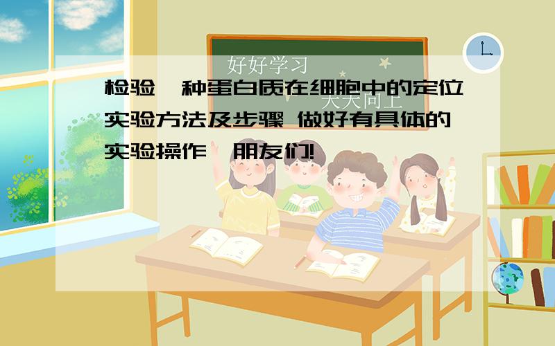 检验一种蛋白质在细胞中的定位实验方法及步骤 做好有具体的实验操作,朋友们!