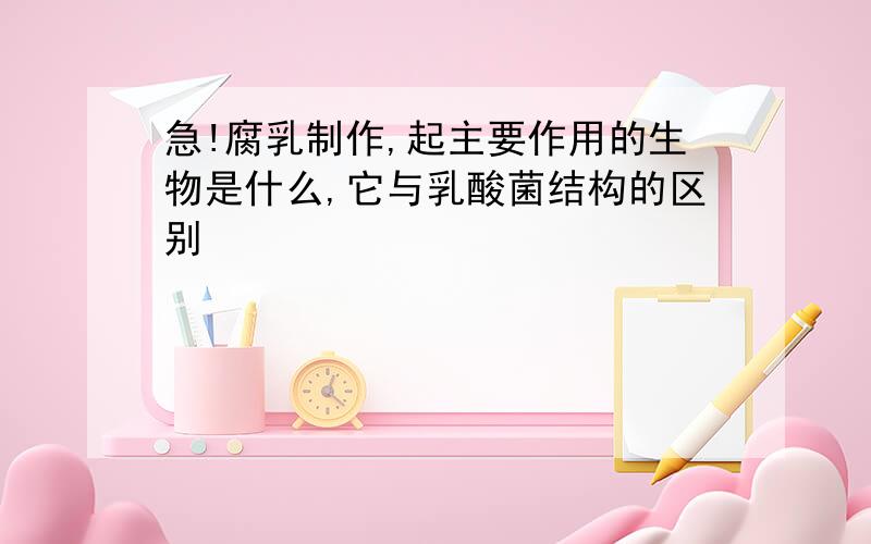 急!腐乳制作,起主要作用的生物是什么,它与乳酸菌结构的区别