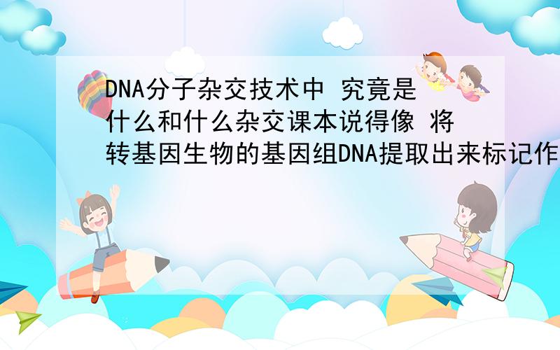 DNA分子杂交技术中 究竟是什么和什么杂交课本说得像 将转基因生物的基因组DNA提取出来标记作为探针,使探针和基因组DNA杂交 怎么是自己和自己杂交啊 探针不就是从基因组DNA提取的吗 怎么