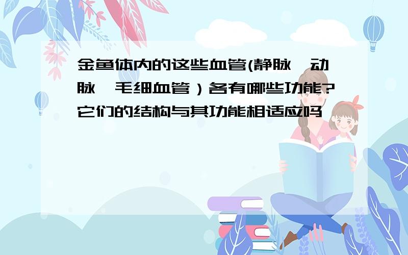 金鱼体内的这些血管(静脉,动脉,毛细血管）各有哪些功能?它们的结构与其功能相适应吗