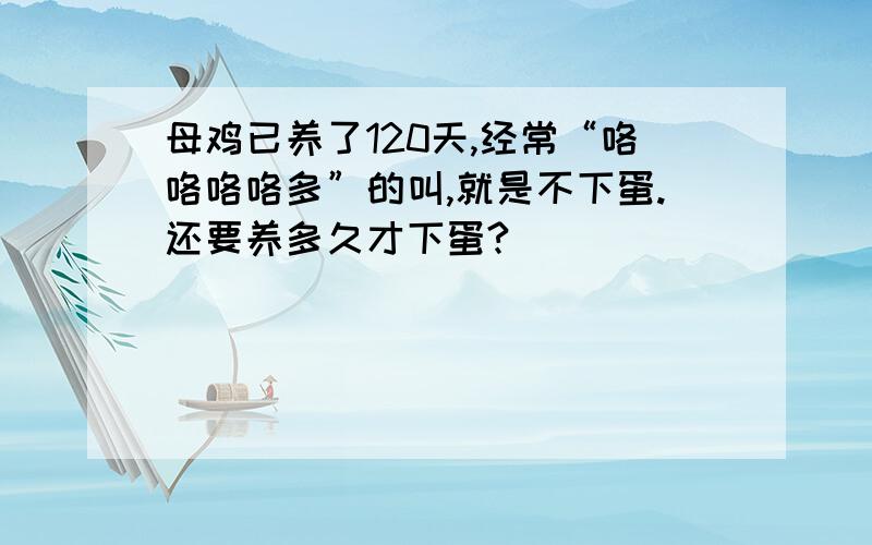 母鸡已养了120天,经常“咯咯咯咯多”的叫,就是不下蛋.还要养多久才下蛋?