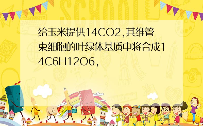 给玉米提供14CO2,其维管束细胞的叶绿体基质中将合成14C6H12O6,