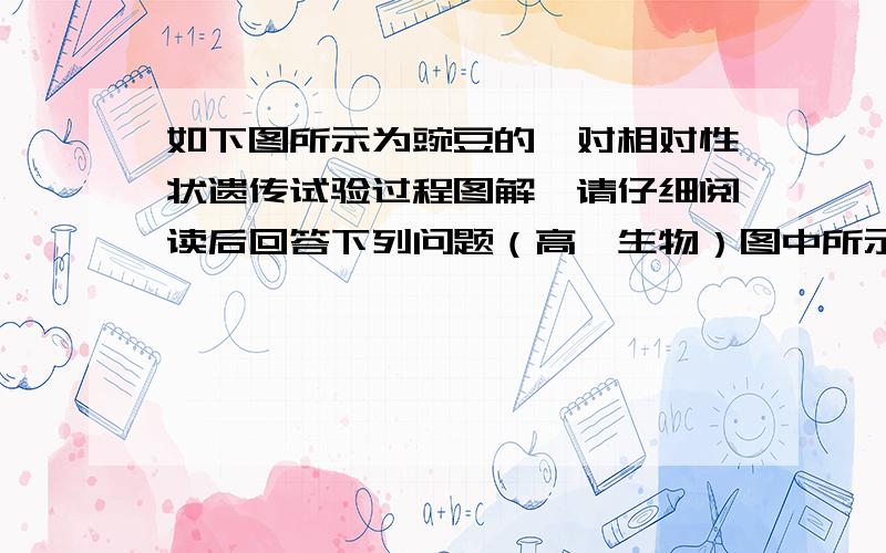 如下图所示为豌豆的一对相对性状遗传试验过程图解,请仔细阅读后回答下列问题（高一生物）图中所示亲本,在自然环境栽培条件下,若要观察到子代“高茎：矮茎=3:1“这一分离比最少需要___