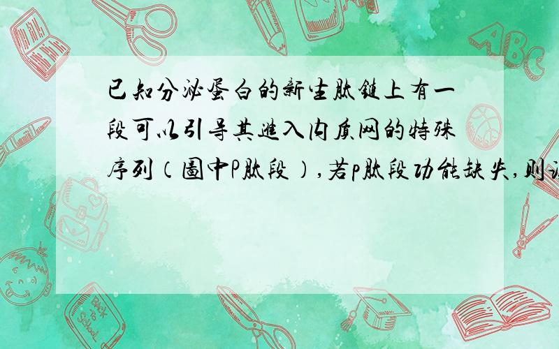 已知分泌蛋白的新生肽链上有一段可以引导其进入内质网的特殊序列（图中P肽段）,若p肽段功能缺失,则该蛋白（ ）A.无法继续合成B．可以进入高尔基体C．可以被加工成熟D.无法被分秘到细