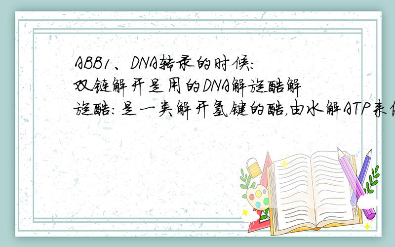 ABB1、DNA转录的时候：双链解开是用的DNA解旋酶解旋酶：是一类解开氢键的酶，由水解ATP来供给能量它们常常依赖于单链的存在，并能识别复制叉的单链结构。在细菌中类似的解旋酶很多，都