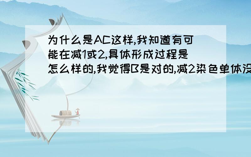 为什么是AC这样,我知道有可能在减1或2,具体形成过程是怎么样的,我觉得B是对的,减2染色单体没分开不是这样吗?