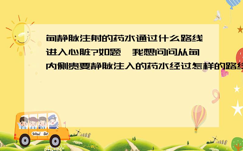 肘静脉注射的药水通过什么路线进入心脏?如题,我想问问从肘内侧贵要静脉注入的药水经过怎样的路线（经过哪里）最终进入心脏,由动脉血分配到全身?从肘到肩?向上流?汗……能再具体点,说