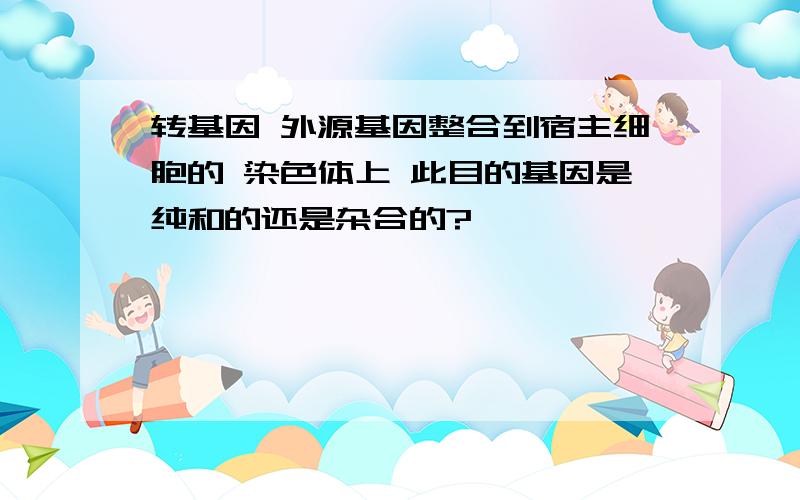 转基因 外源基因整合到宿主细胞的 染色体上 此目的基因是纯和的还是杂合的?