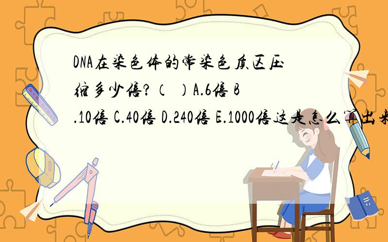 DNA在染色体的常染色质区压缩多少倍?（ ）A．6倍 B．10倍 C．40倍 D．240倍 E．1000倍这是怎么算出来的,