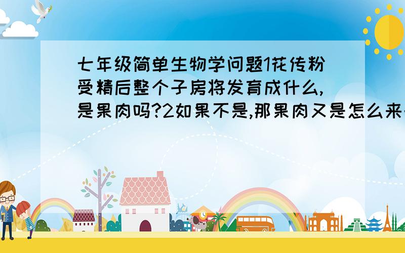 七年级简单生物学问题1花传粉受精后整个子房将发育成什么,是果肉吗?2如果不是,那果肉又是怎么来的呢?请写出答案分1.2题作答