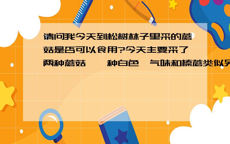 请问我今天到松树林子里采的蘑菇是否可以食用?今天主要采了两种蘑菇,一种白色,气味和榛蘑类似另外一种土黄色,下面的小褶密一些