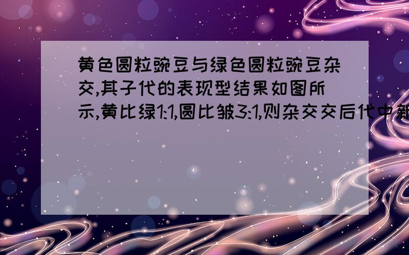 黄色圆粒豌豆与绿色圆粒豌豆杂交,其子代的表现型结果如图所示,黄比绿1:1,圆比皱3:1,则杂交交后代中新表现型个体所占比例