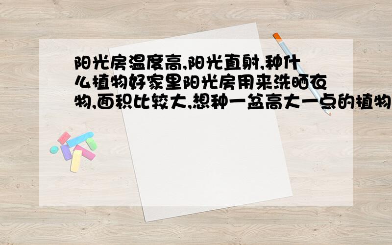 阳光房温度高,阳光直射,种什么植物好家里阳光房用来洗晒衣物,面积比较大,想种一盆高大一点的植物.主要问题是温度比较高,夏天五六十度,而且顶棚没有帘子,阳光透过玻璃直射.冬天到了晚