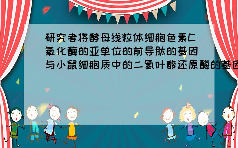 研究者将酵母线粒体细胞色素C氧化酶的亚单位的前导肽的基因与小鼠细胞质中的二氢叶酸还原酶的基因进行融合,然后将融合基因在酵母中进行表达,结果在酵母线粒体中发现了该基因的融合