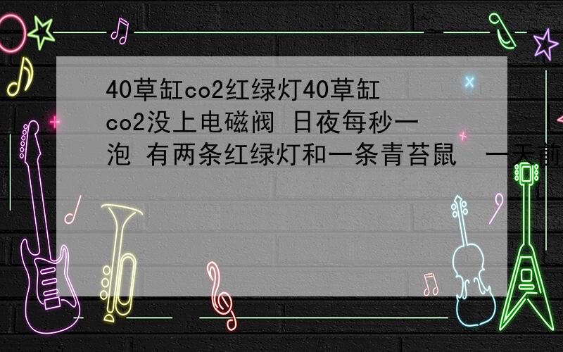 40草缸co2红绿灯40草缸co2没上电磁阀 日夜每秒一泡 有两条红绿灯和一条青苔鼠  一天前 又进了十条红绿灯 十条米奇 两天青苔鼠 高锰酸钾液消毒后 放在20的裸缸里隔离放养观察 一天后转入40