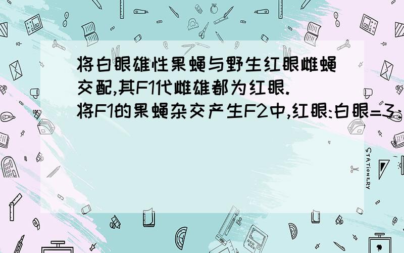 将白眼雄性果蝇与野生红眼雌蝇交配,其F1代雌雄都为红眼.将F1的果蝇杂交产生F2中,红眼:白眼=3：1 雌性：