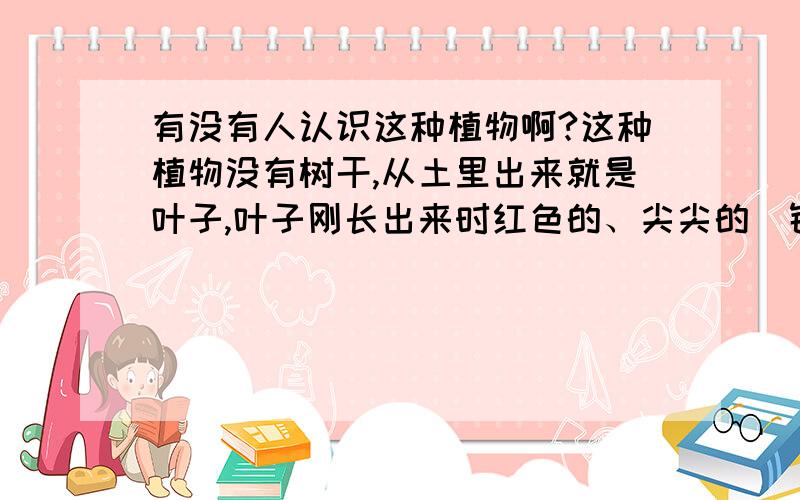 有没有人认识这种植物啊?这种植物没有树干,从土里出来就是叶子,叶子刚长出来时红色的、尖尖的（针状、图中红色的针状的就是新生的叶子）,长大伸开后就是叶子了.