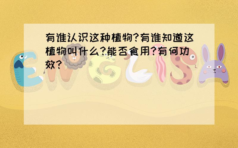 有谁认识这种植物?有谁知道这植物叫什么?能否食用?有何功效?