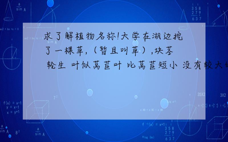 求了解植物名称!大学在湖边挖了一棵草,（暂且叫草）,块茎 轮生 叶似莴苣叶 比莴苣短小 没有较大的茎（分为五个部分,大小相差不大 生长在湖边