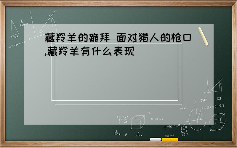 藏羚羊的跪拜 面对猎人的枪口,藏羚羊有什么表现