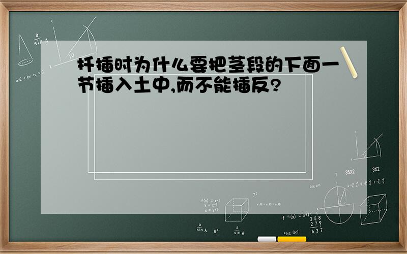 扦插时为什么要把茎段的下面一节插入土中,而不能插反?