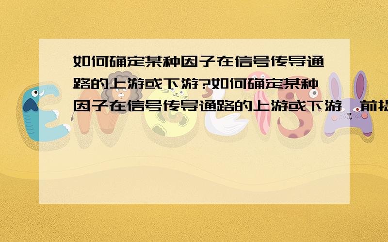 如何确定某种因子在信号传导通路的上游或下游?如何确定某种因子在信号传导通路的上游或下游,前提是不清楚该信号传导通路的路径,请回答的详细一些,