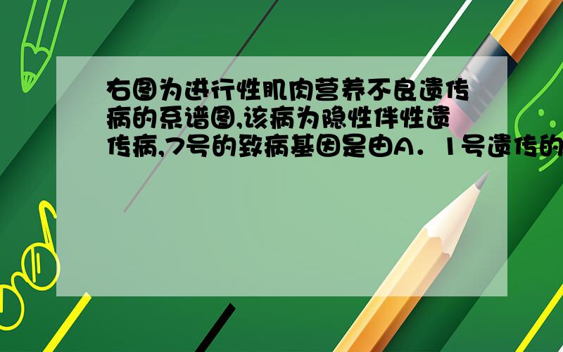 右图为进行性肌肉营养不良遗传病的系谱图,该病为隐性伴性遗传病,7号的致病基因是由A．1号遗传的 B．2号遗传的C．3号遗传的 D．4号遗传的