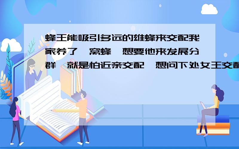 蜂王能吸引多远的雄蜂来交配我家养了一窝蜂,想要他来发展分群,就是怕近亲交配,想问下处女王交配时能吸引多远的雄蜂.我们这山上有很多野生的蜜蜂,