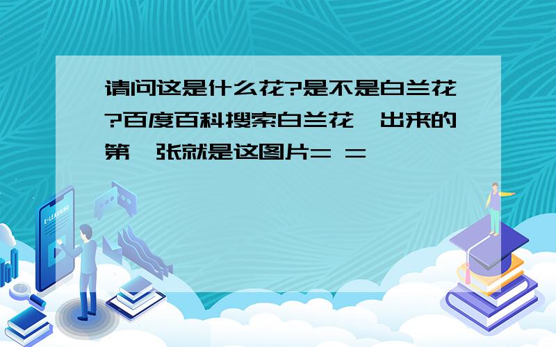 请问这是什么花?是不是白兰花?百度百科搜索白兰花,出来的第一张就是这图片= =