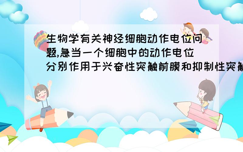 生物学有关神经细胞动作电位问题,急当一个细胞中的动作电位分别作用于兴奋性突触前膜和抑制性突触前膜的时候,这时作用于兴奋性突触前膜和抑制性突触前膜的动作电位和之前细胞中的