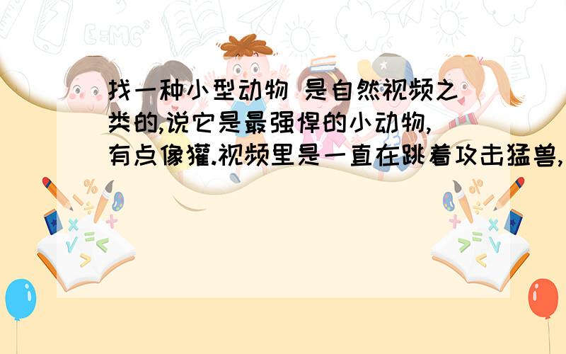 找一种小型动物 是自然视频之类的,说它是最强悍的小动物,有点像獾.视频里是一直在跳着攻击猛兽,有猫那么大,遇到狮子都不怕,直接上去打把狮子还是老虎都打跑了.