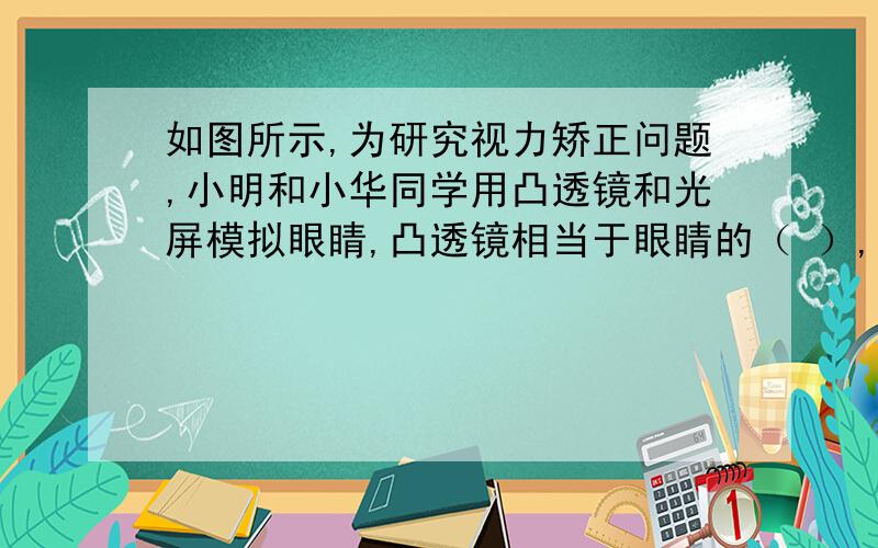 如图所示,为研究视力矫正问题,小明和小华同学用凸透镜和光屏模拟眼睛,凸透镜相当于眼睛的（ ）,光屏相当于眼睛的（ ）.（1）小华将蜡烛、凸透镜、光屏放在水平的桌子上,调整蜡烛、凸