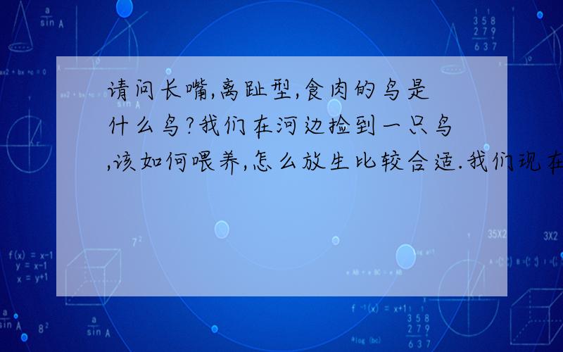 请问长嘴,离趾型,食肉的鸟是什么鸟?我们在河边捡到一只鸟,该如何喂养,怎么放生比较合适.我们现在只知道喂肉给它吃,离趾型是三趾向前、一趾向后.比较容易抓到是因为它很小,估计刚生下