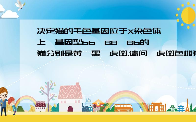 决定猫的毛色基因位于X染色体上,基因型bb,BB,Bb的猫分别是黄、黑、虎斑.请问,虎斑色雌猫的基因型和黄色雄猫的基因型要怎么表达?