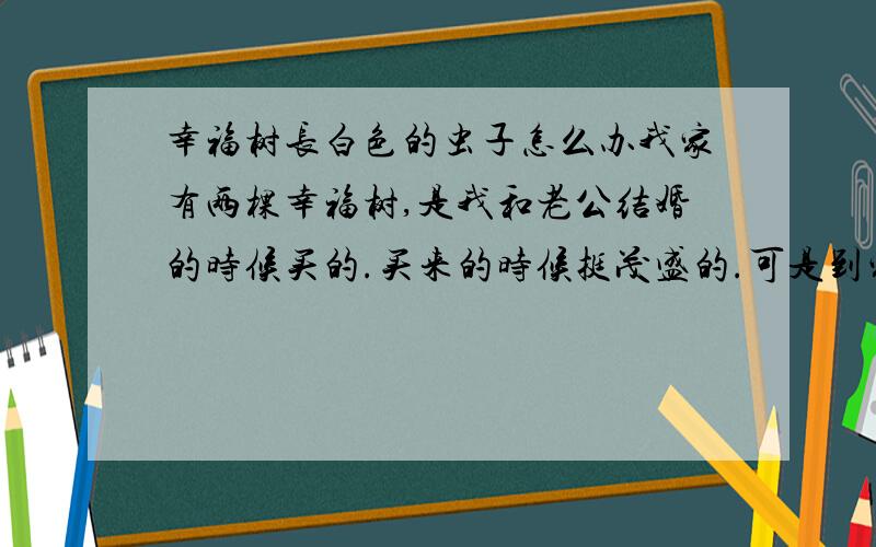 幸福树长白色的虫子怎么办我家有两棵幸福树,是我和老公结婚的时候买的.买来的时候挺茂盛的.可是到家没多久就长满了白色的小虫子,还会爬.我买了杀菌剂喷上也不管用,而且越来越多.最后