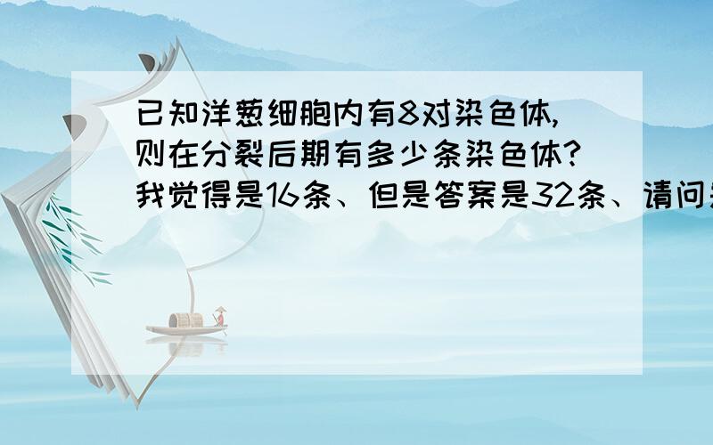 已知洋葱细胞内有8对染色体,则在分裂后期有多少条染色体?我觉得是16条、但是答案是32条、请问是我的理解不对还是答案有问题?速答啊啊啊啊啊@@@@@@@@@@@