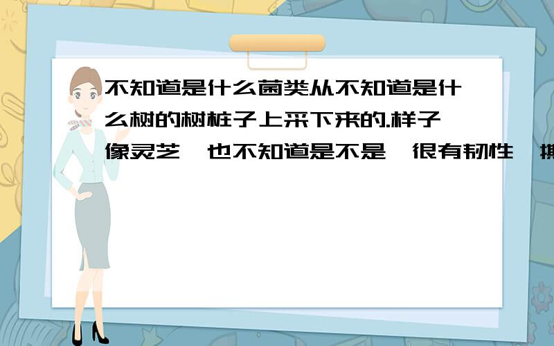 不知道是什么菌类从不知道是什么树的树桩子上采下来的.样子像灵芝,也不知道是不是,很有韧性,撕不开,重量是3斤4两.请问有没有人知道这是什么东东啊?