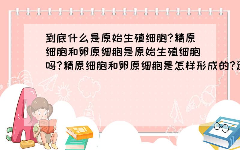 到底什么是原始生殖细胞?精原细胞和卵原细胞是原始生殖细胞吗?精原细胞和卵原细胞是怎样形成的?还是形成精原细胞和卵原细胞的是原始生殖细胞?我想知道整个胚胎发育过程中人的生殖系