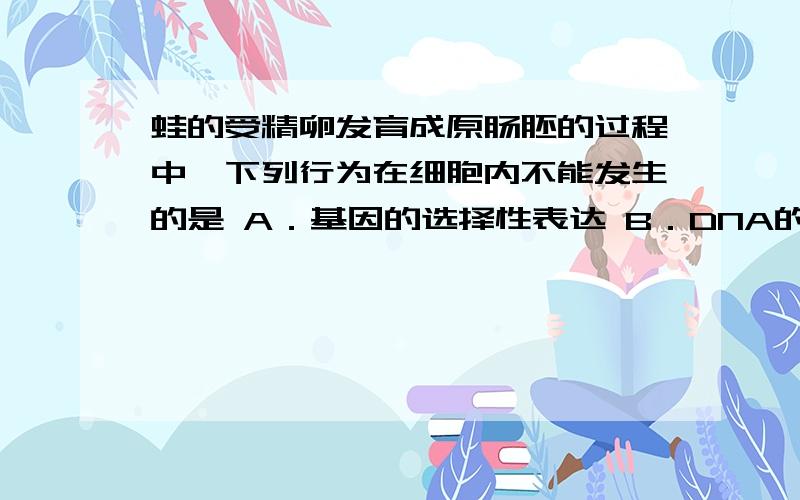 蛙的受精卵发育成原肠胚的过程中,下列行为在细胞内不能发生的是 A．基因的选择性表达 B．DNA的半保留复制蛙的受精卵发育成原肠胚的过程中,下列行为在细胞内不能发生的是 A．基因的选