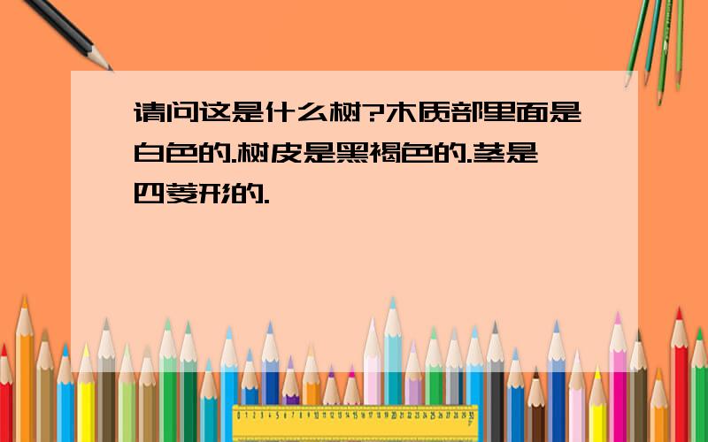 请问这是什么树?木质部里面是白色的.树皮是黑褐色的.茎是四菱形的.