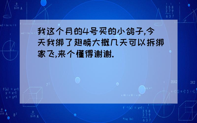 我这个月的4号买的小鸽子,今天我绑了翅膀大概几天可以拆绑家飞,来个懂得谢谢.