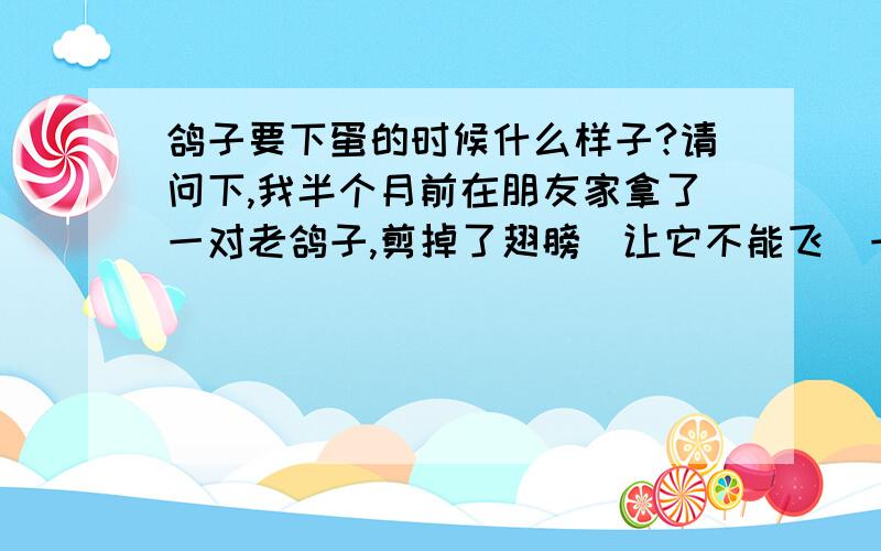 鸽子要下蛋的时候什么样子?请问下,我半个月前在朋友家拿了一对老鸽子,剪掉了翅膀（让它不能飞）一直圈养着没放出来,前天放出来了,然后昨天就看到一只鸽子一只趴在窝里面,明显感觉肚