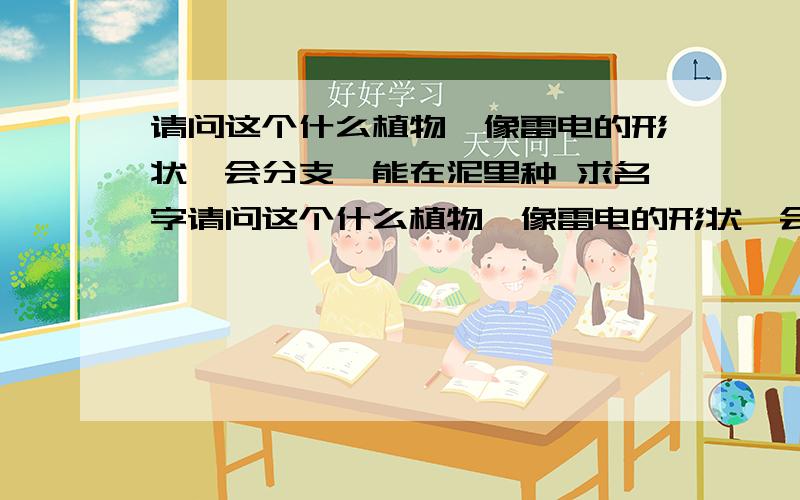 请问这个什么植物,像雷电的形状,会分支,能在泥里种 求名字请问这个什么植物,像雷电的形状,会分支,能在泥里种  求名字