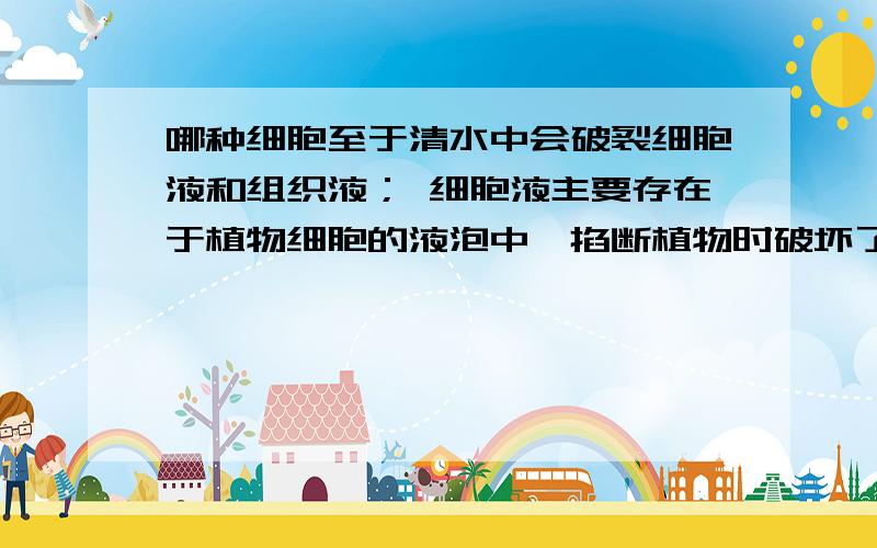 哪种细胞至于清水中会破裂细胞液和组织液； 细胞液主要存在于植物细胞的液泡中,掐断植物时破坏了液泡膜,伤口流出汁液； 组织液存在于动植物体细胞之间的空隙,植物体表结构遭到破坏