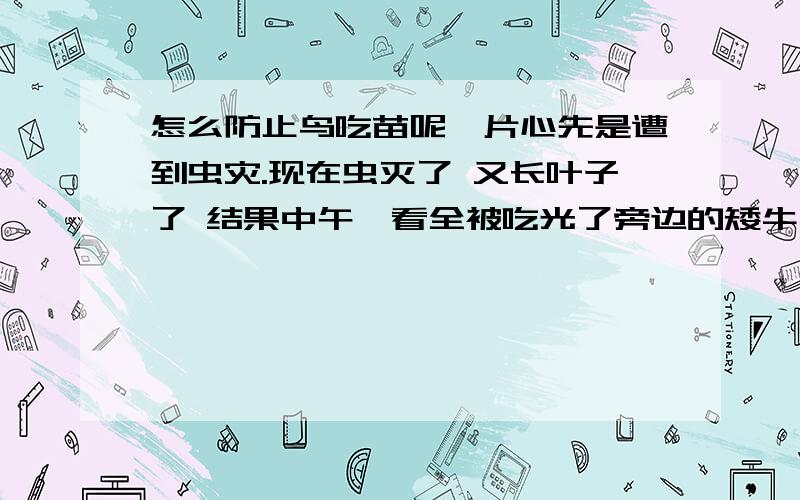 怎么防止鸟吃苗呢一片心先是遭到虫灾.现在虫灭了 又长叶子了 结果中午一看全被吃光了旁边的矮牛小苗和小六小苗都被连根拔起.应该是被小鸟吃了怎么防呢