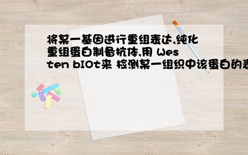 将某一基因进行重组表达,纯化重组蛋白制备抗体,用 Westen bIOt来 检测某一组织中该蛋白的表达水平,出乎意料的是除了预计的蛋白条带外,还分别发现了分子量大于和小于预期分子量的蛋白条